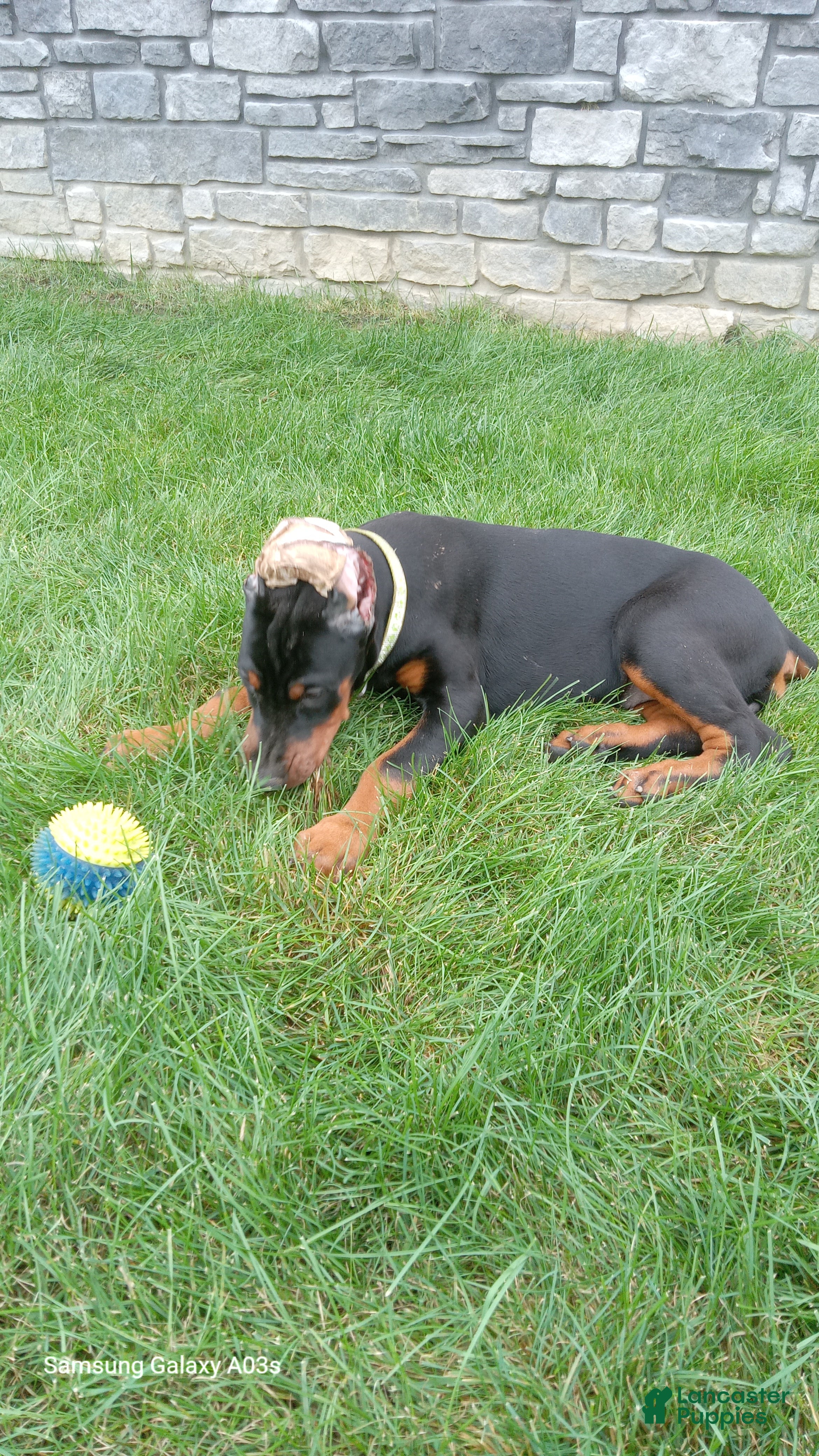 Doberman Pinscher dogs Sheba - Ad 2