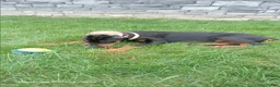 Doberman Pinscher dogs for sale: Sheba - Ad 2