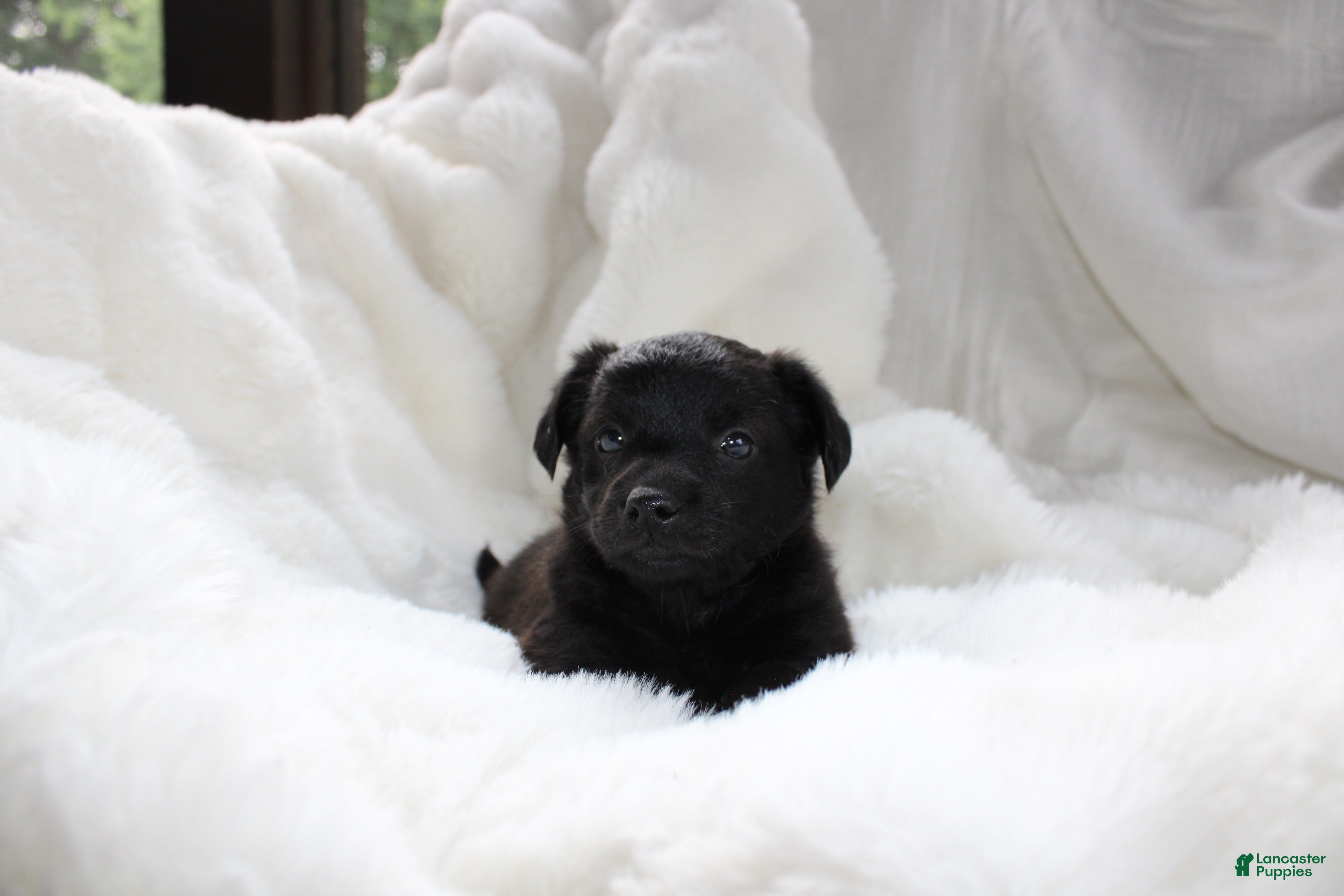 Mixed Breed dogs Riley - Ad 1