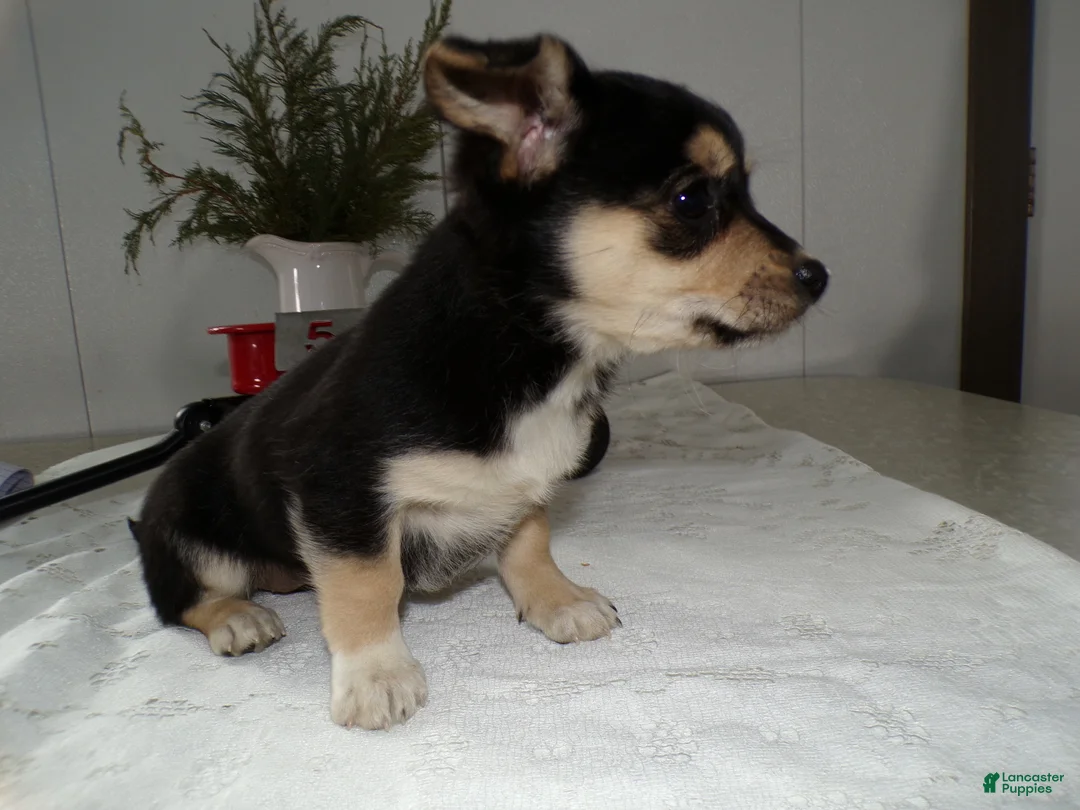Mixed Breed dogs for sale: Mixed Breed Puppy 5 Mia - Ad 2