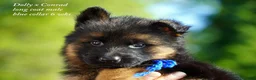 German Shepherd dogs for sale: German Shepherd blue collar - Ad 2