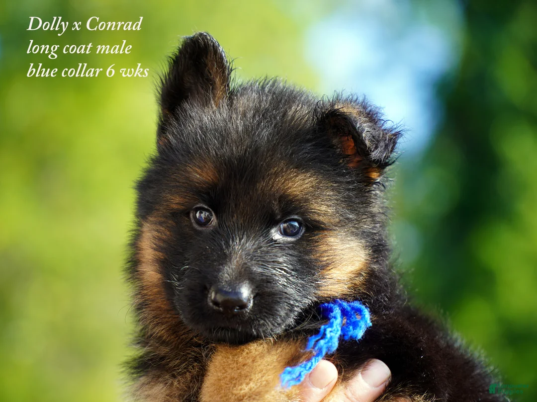 German Shepherd dogs for sale: German Shepherd blue collar - Ad 2