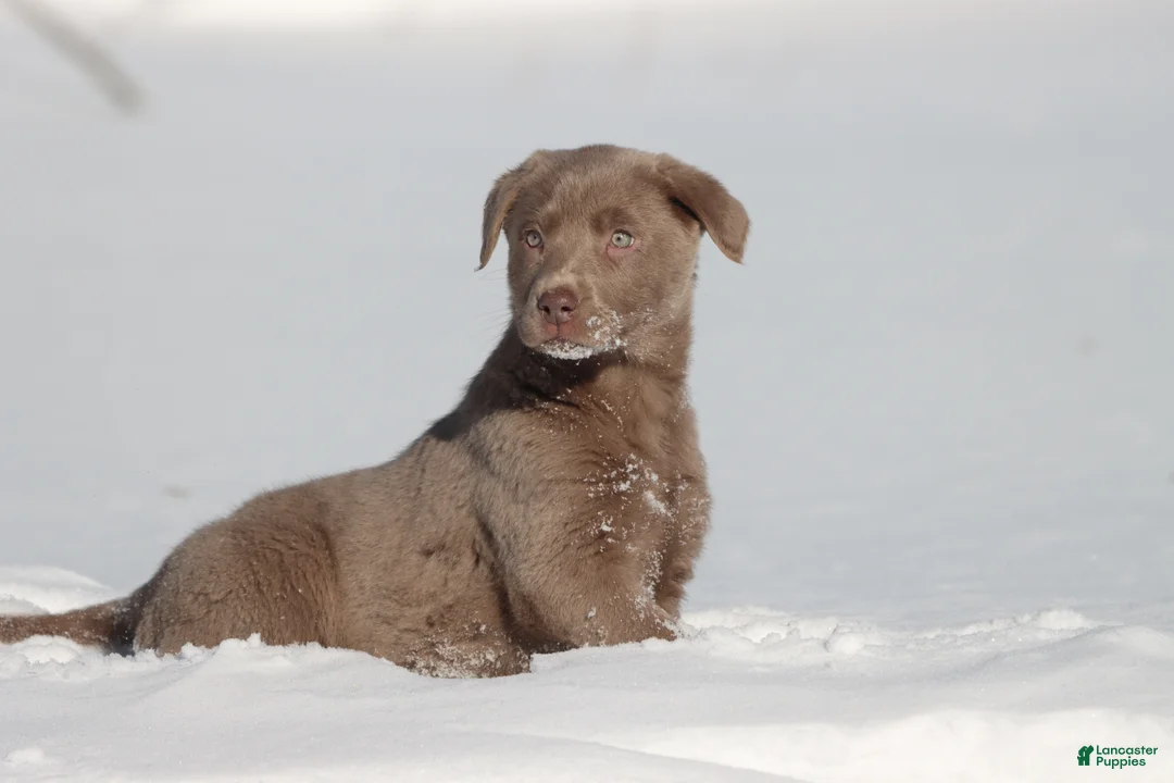 Labrador Retriever dogs for sale: Mocha - Ad 3