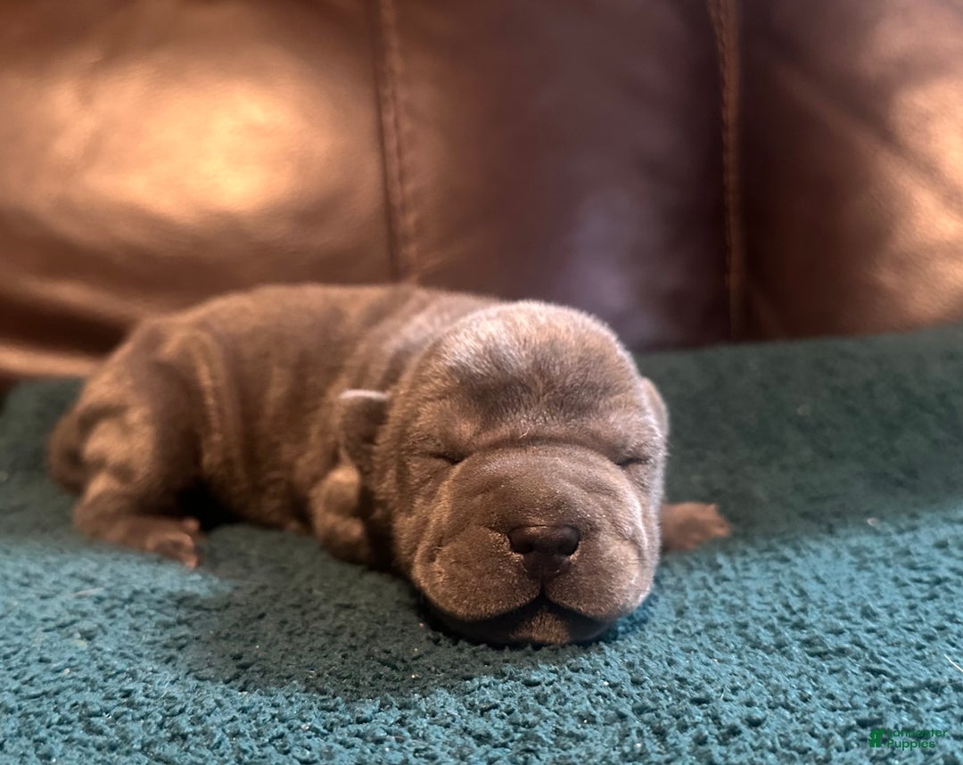 Shar Pei dogs for sale: Clementine - Ad 2