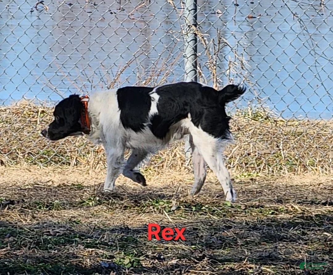 Brittany Spaniel dogs for sale: AKC/UKC French Brittany Annie's Girl 4 - Ad 11