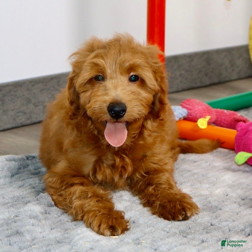 Mini Goldendoodle dogs 🐶Cory - Ad 2