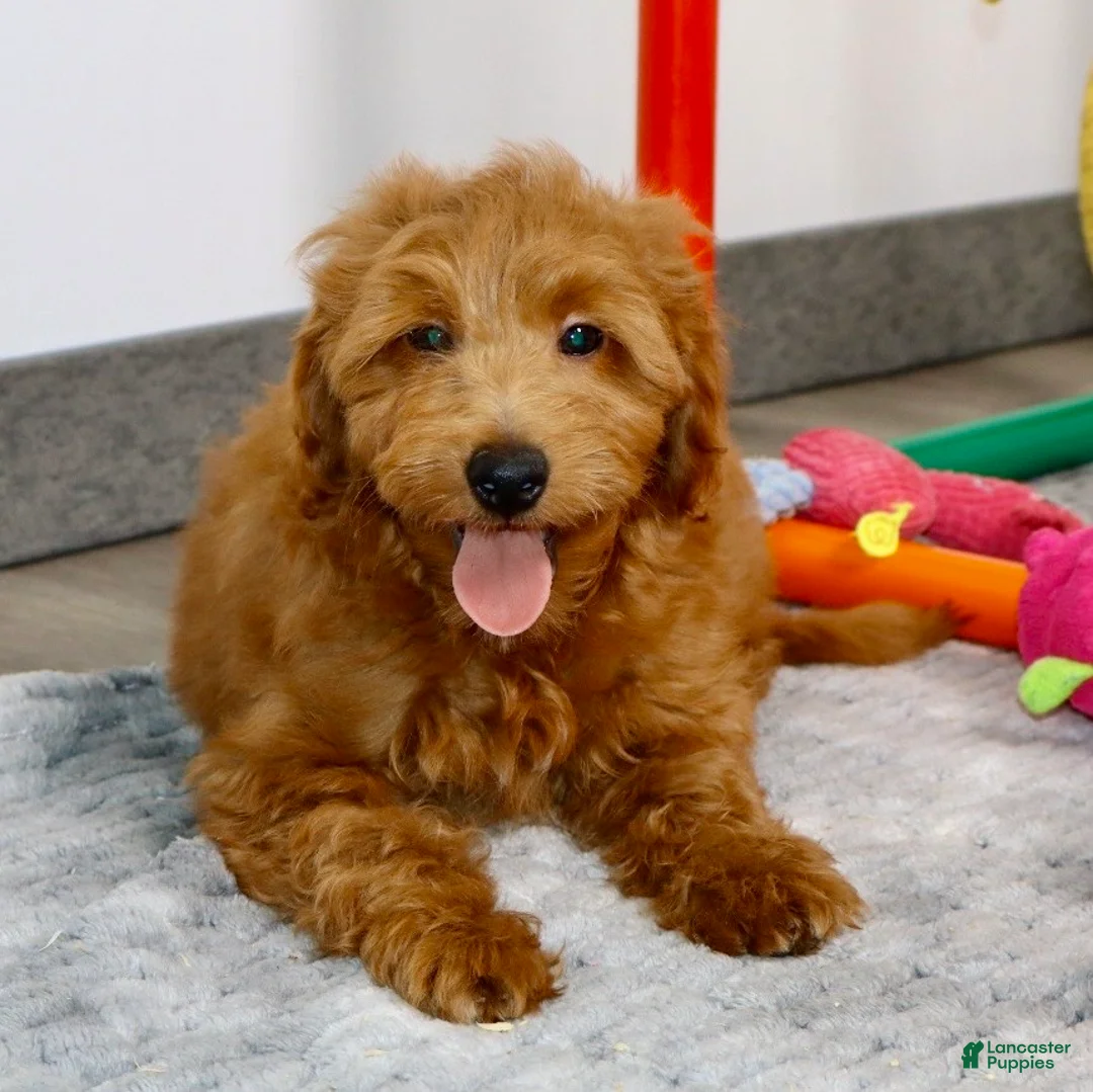 Mini Goldendoodle dogs for sale: 🐶Cory - Ad 2