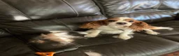 Cavalier King Charles Spaniel dogs for sale: Pistol Annie is looking for her GUARDIAN  - Ad 4