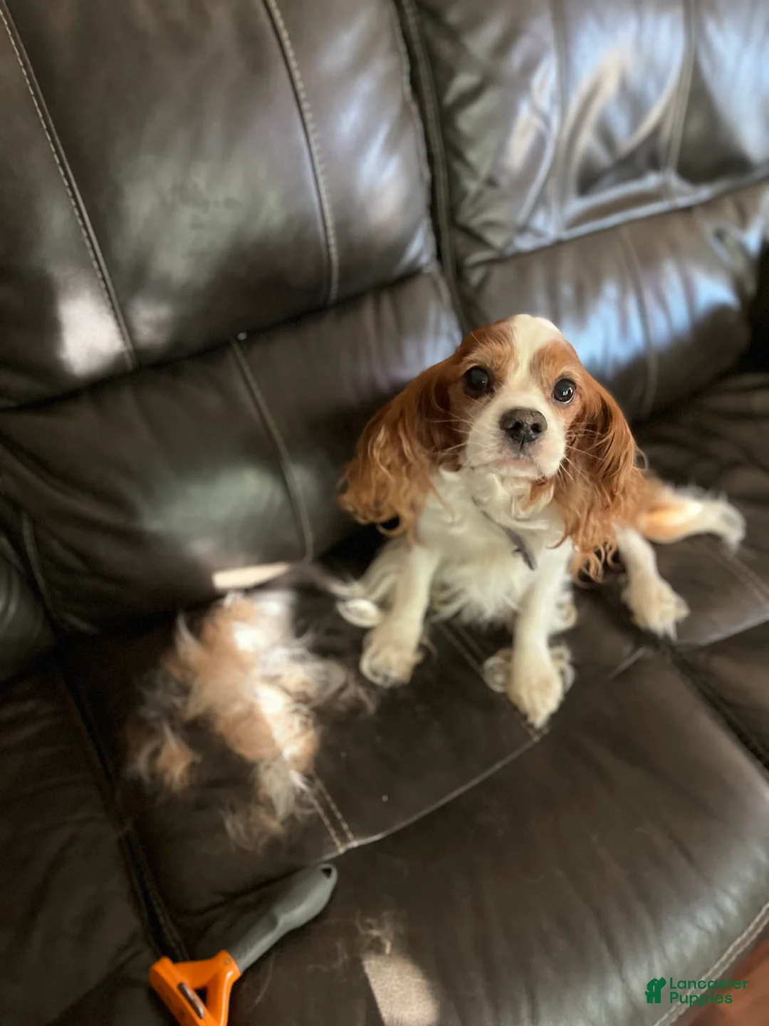 Cavalier King Charles Spaniel dogs for sale: Pistol Annie is looking for her GUARDIAN  - Ad 4