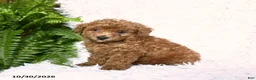 Toy Poodle dogs for sale: Acre - Ad 3
