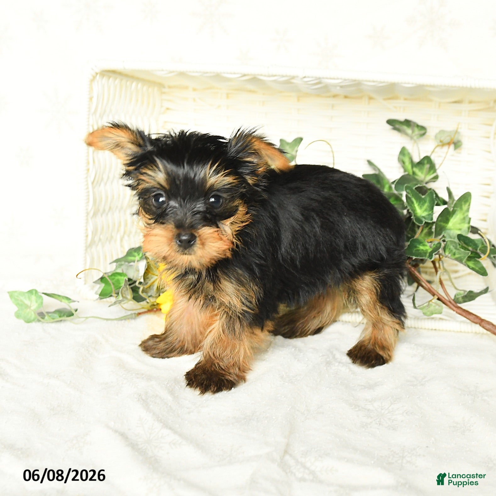 Yorkshire Terrier dogs Precious  - Ad 2
