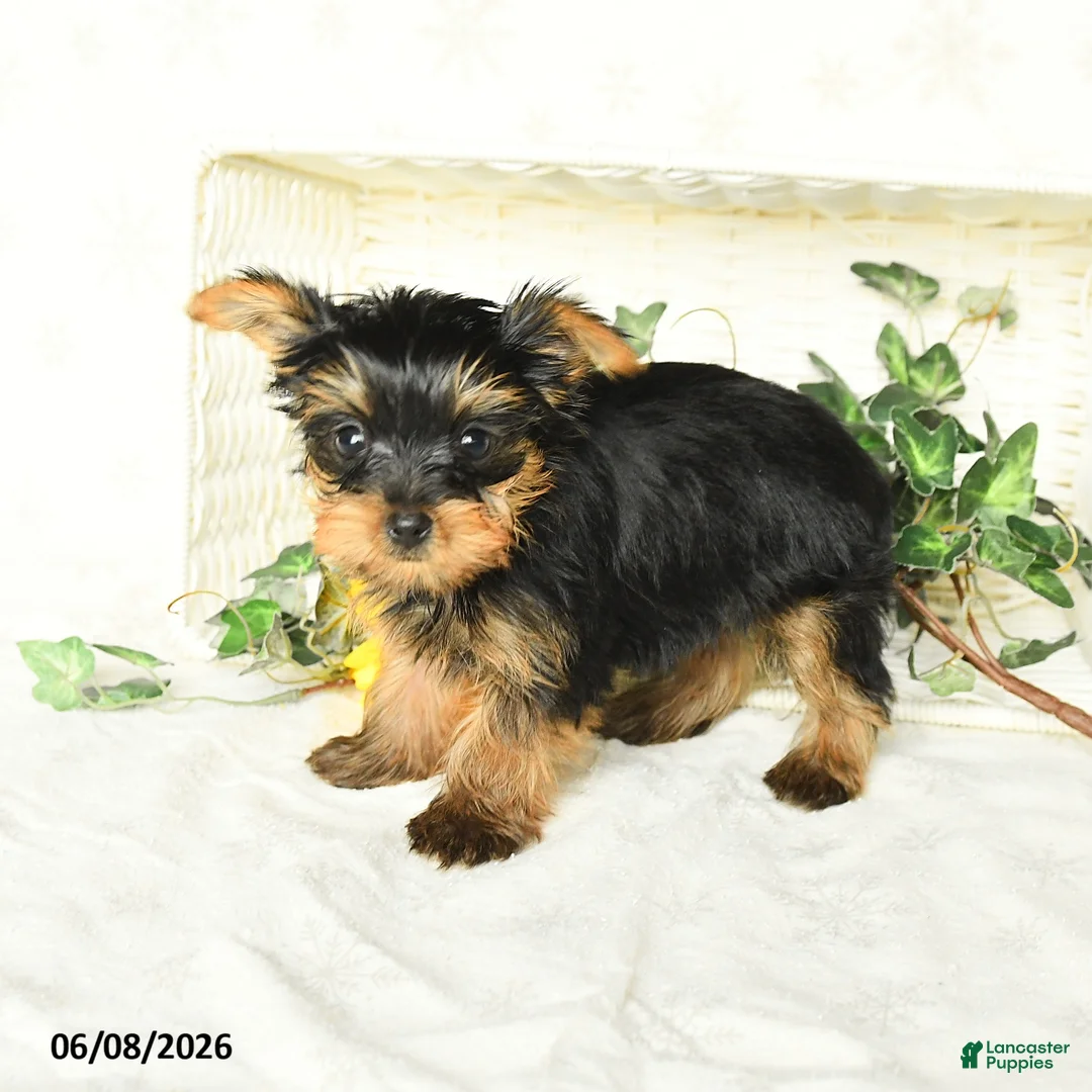 Yorkshire Terrier dogs for sale: Precious  - Ad 2