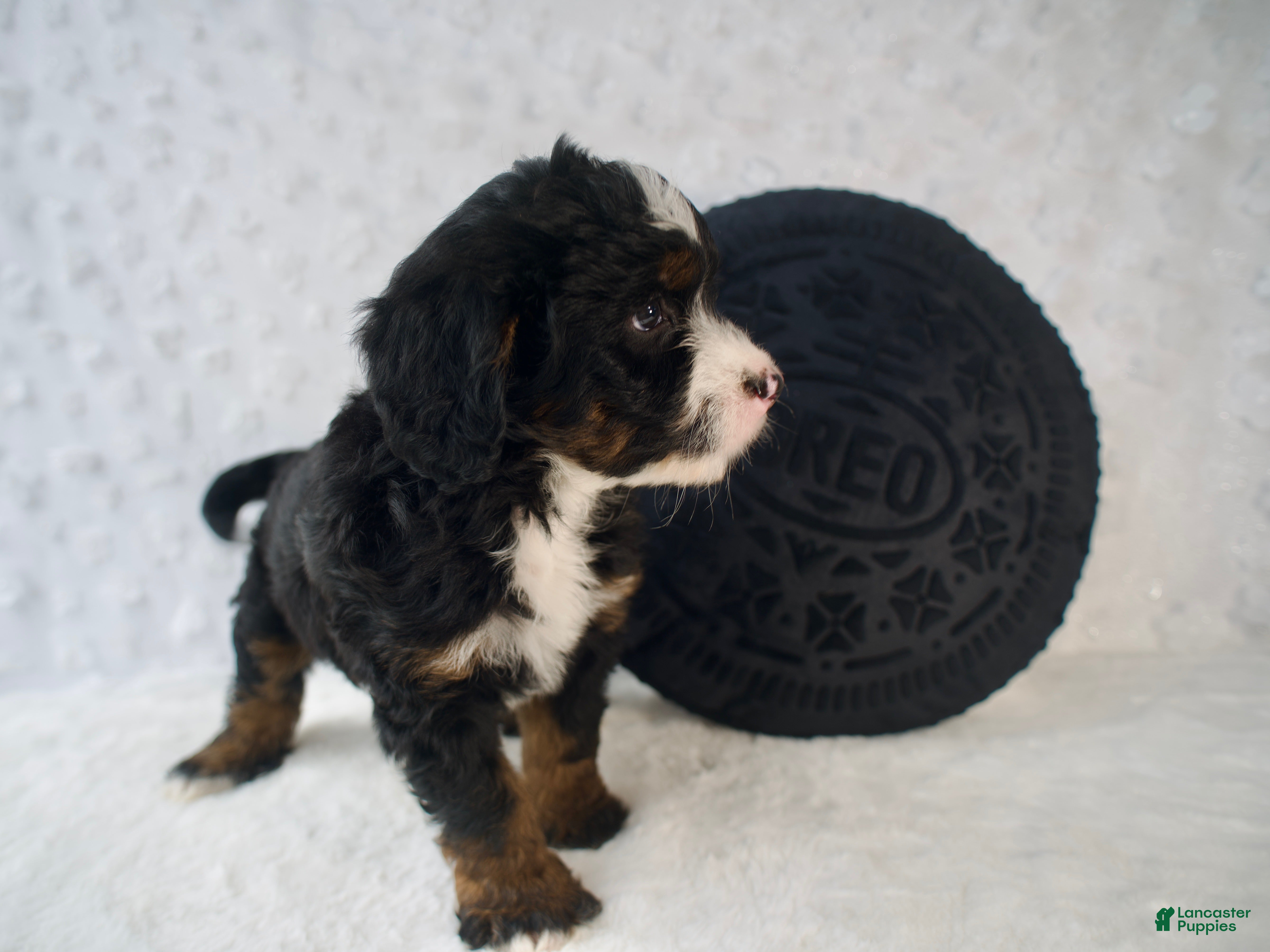 Mini Bernedoodle dogs Ms. Cookie - Ad 1
