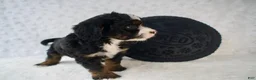 Mini Bernedoodle dogs for sale: Ms. Cookie - Ad 1