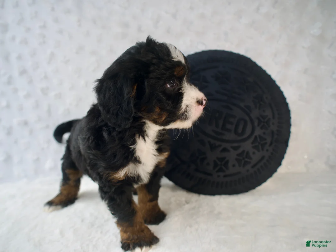 Mini Bernedoodle dogs for sale: Ms. Cookie - Ad 1