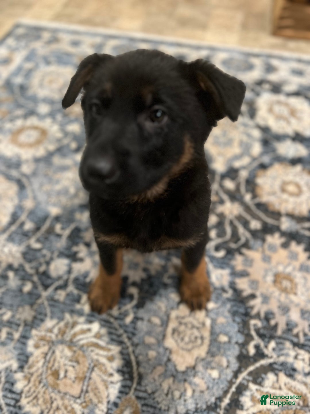 German Shepherd dogs for sale: German Shepherd Puppy 7 - Ad 3