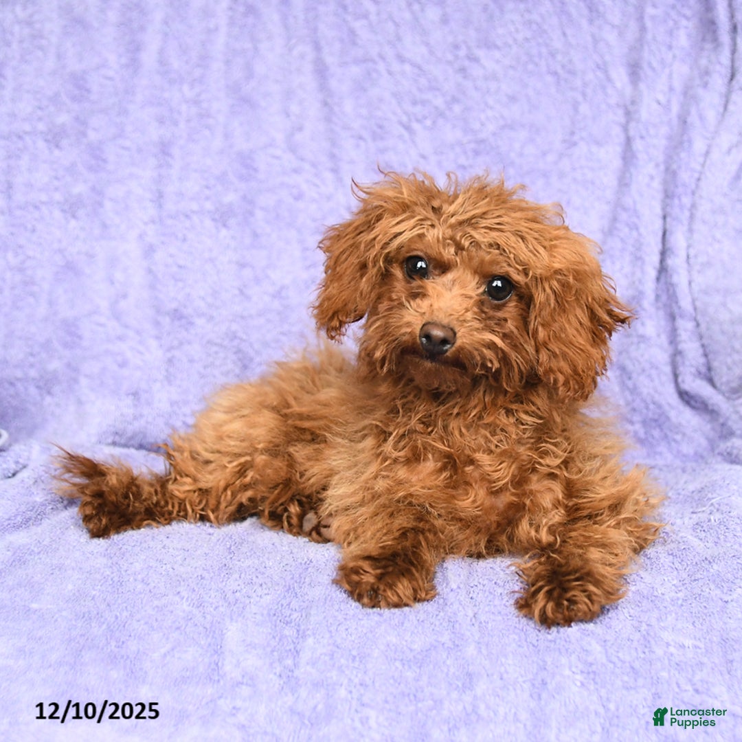 Toy Poodle dogs for sale: Max - Ad 4