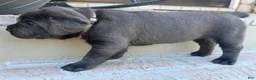Cane Corso dogs for sale: Cane Corso grey collar - Ad 3