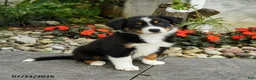 Australian Shepherd dogs for sale: Arden - Ad 3