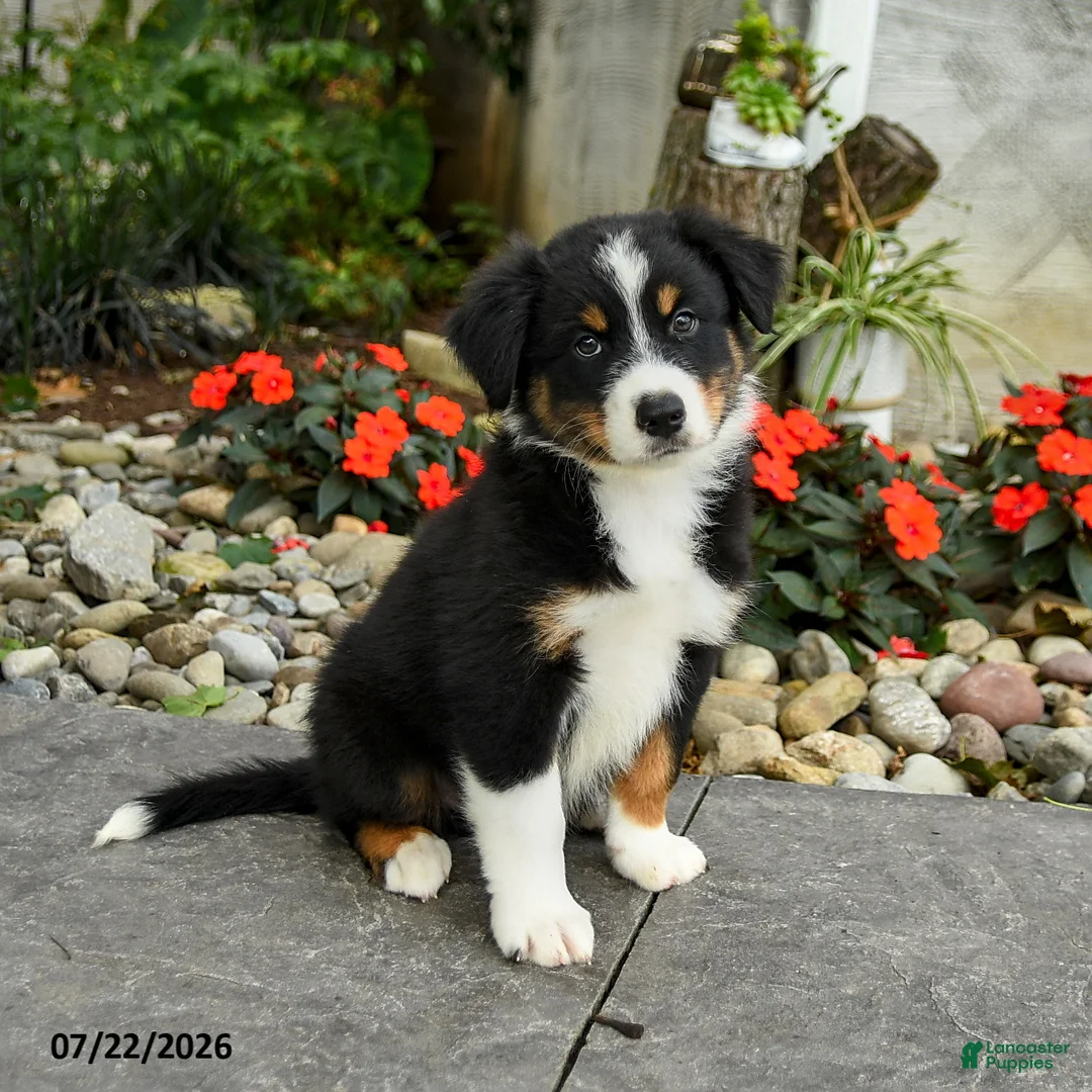 Australian Shepherd dogs for sale: Arden - Ad 3