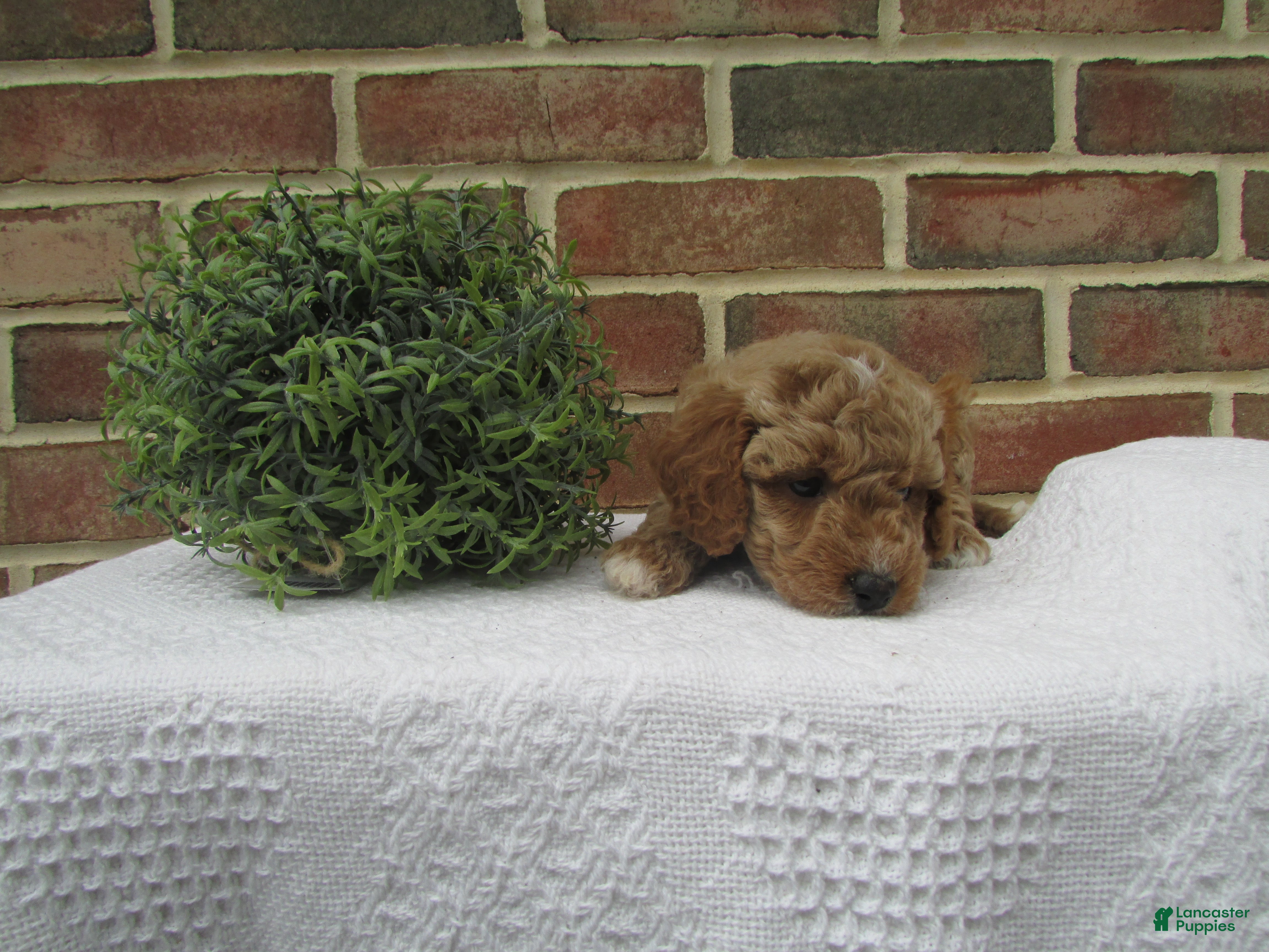 Mini Goldendoodle dogs Lily - Ad 2