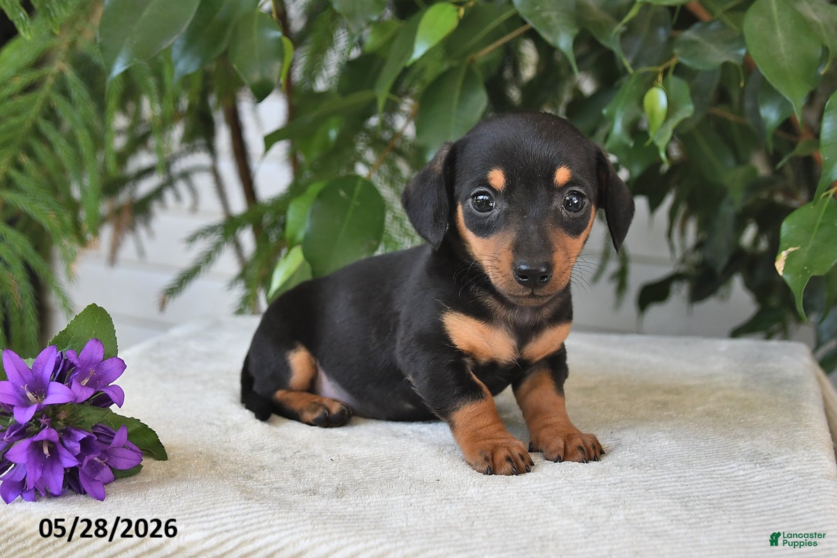 Dachshund dogs Kaci - Ad 1
