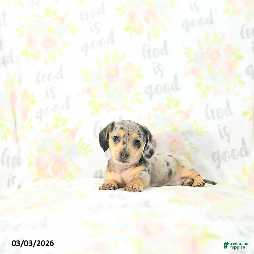 Miniature Dachshund dogs for sale: Ellie - Ad 2