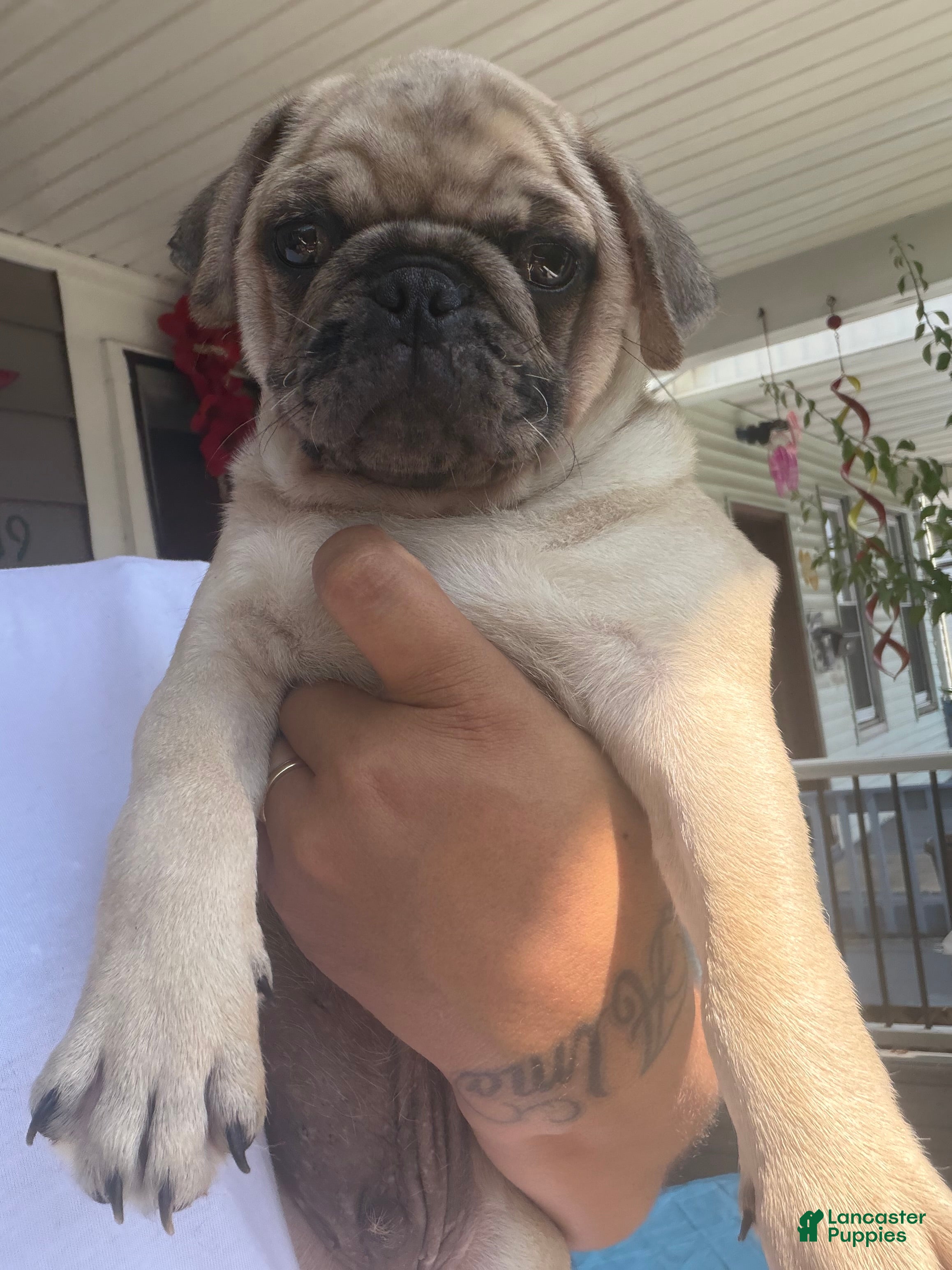 Pug dogs Pug Puppy 1 Canelo  - Ad 1