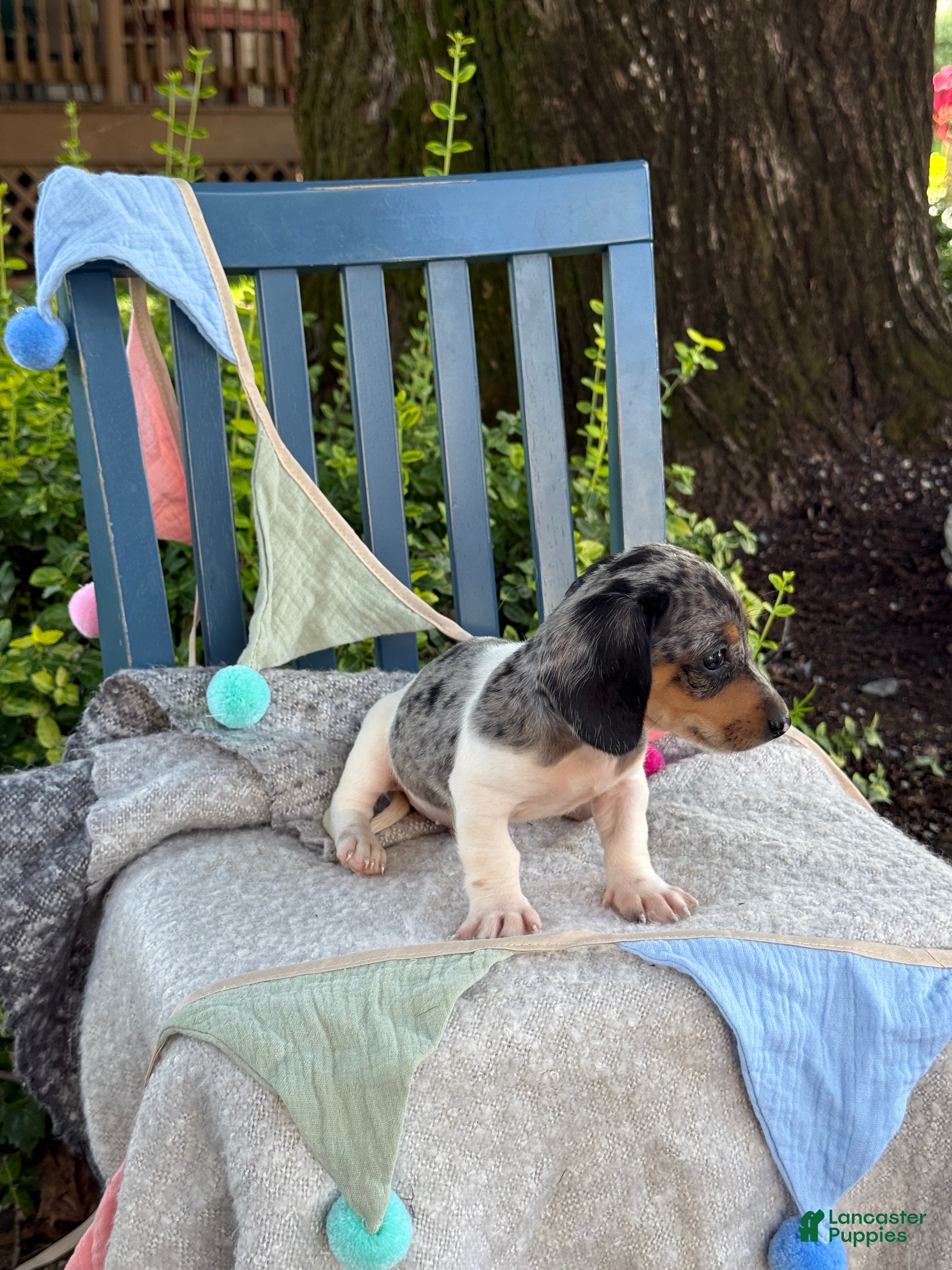 Miniature Dachshund dogs Titan - Ad 2