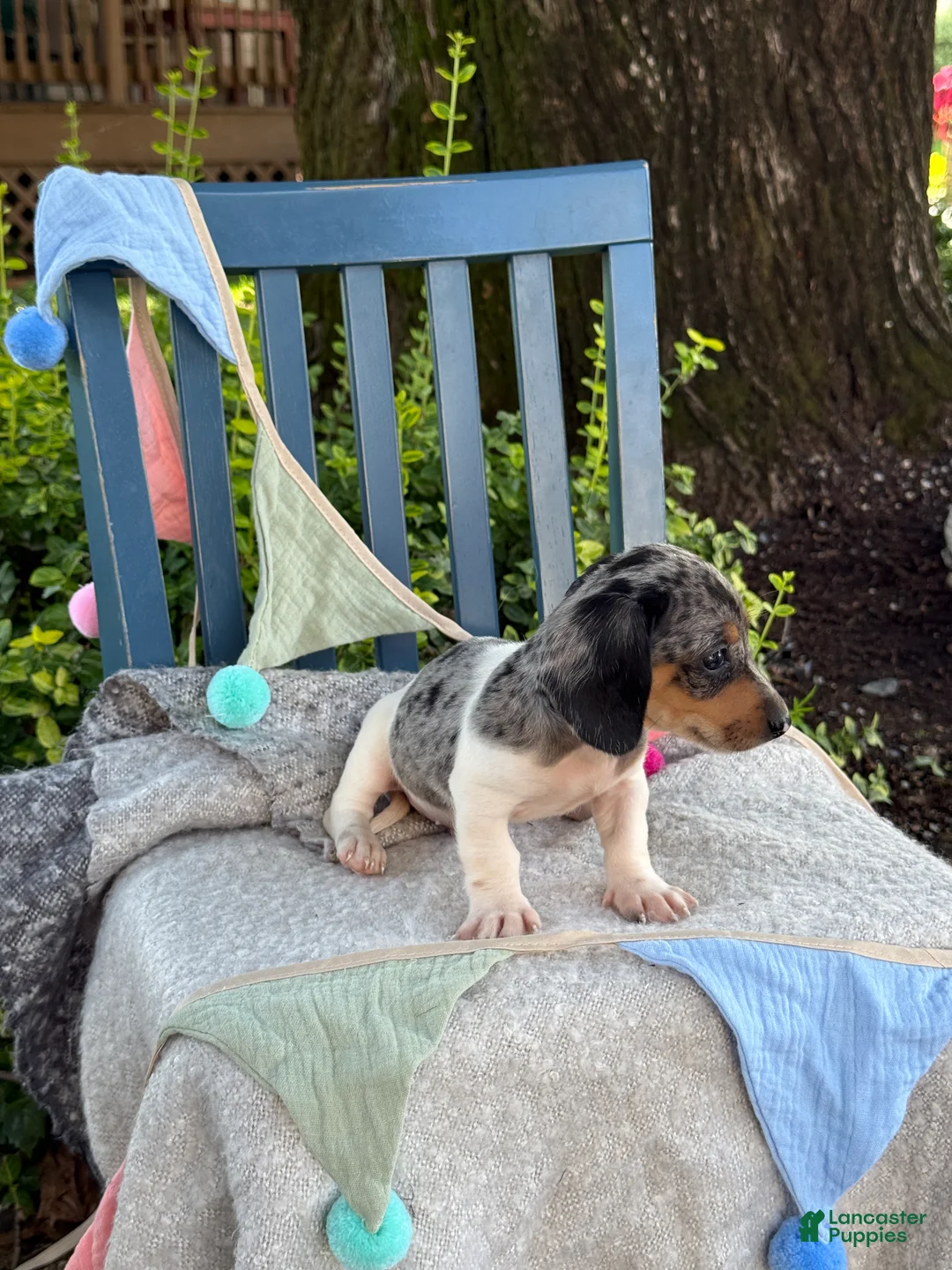 Miniature Dachshund dogs for sale: Titan - Ad 2