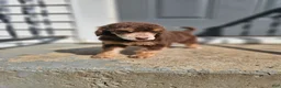 Standard Poodle dogs for sale: Padmè - Ad 4