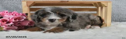 Mini Bernedoodle dogs for sale: Captain - Ad 4