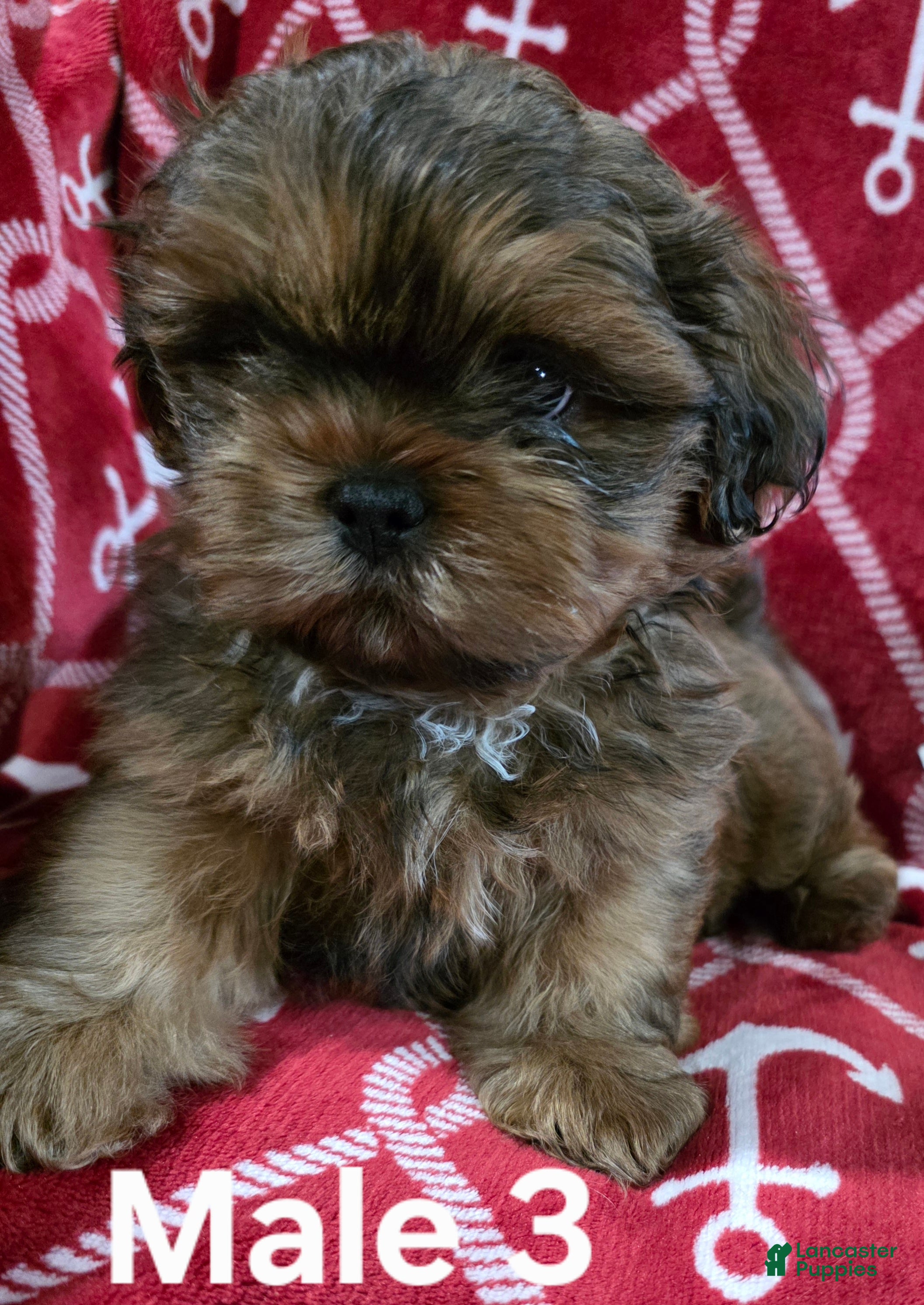 Shih Tzu dogs Shih Tzu Male 3 - Ad 1