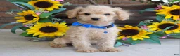 Toy Poodle dogs for sale: Preston - Ad 5