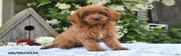 Cavapoo dogs for sale: Alex - Ad 3