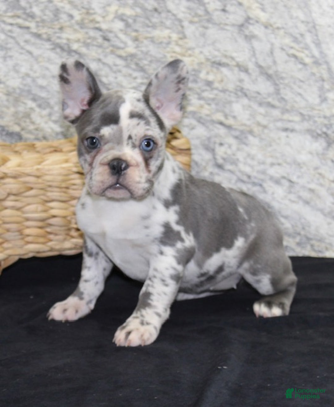 French Bulldog dogs for sale: Bella - Ad 4