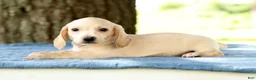 Miniature Dachshund dogs for sale: Jemmie - Ad 3