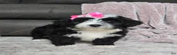 Mini Bernedoodle dogs for sale: Mini Wendy - Ad 15