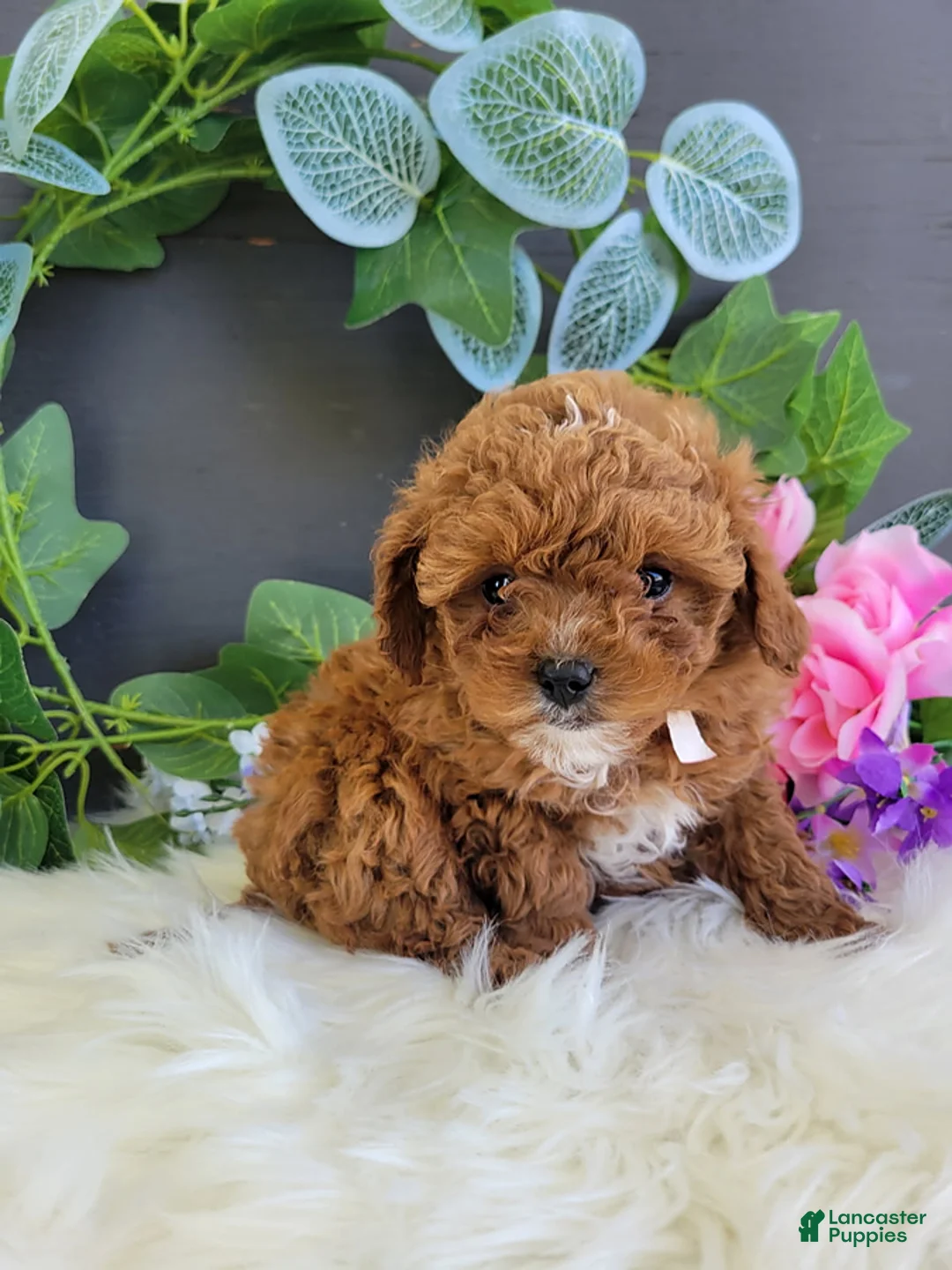 Mini Goldendoodle dogs for sale: Miss Ribbon - Ad 1