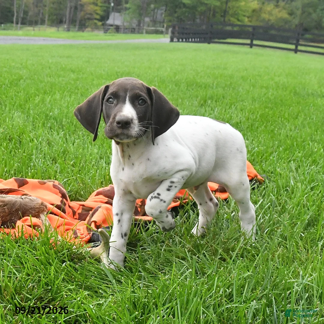 German Shorthaired Pointer dogs for sale: Siren - Ad 1