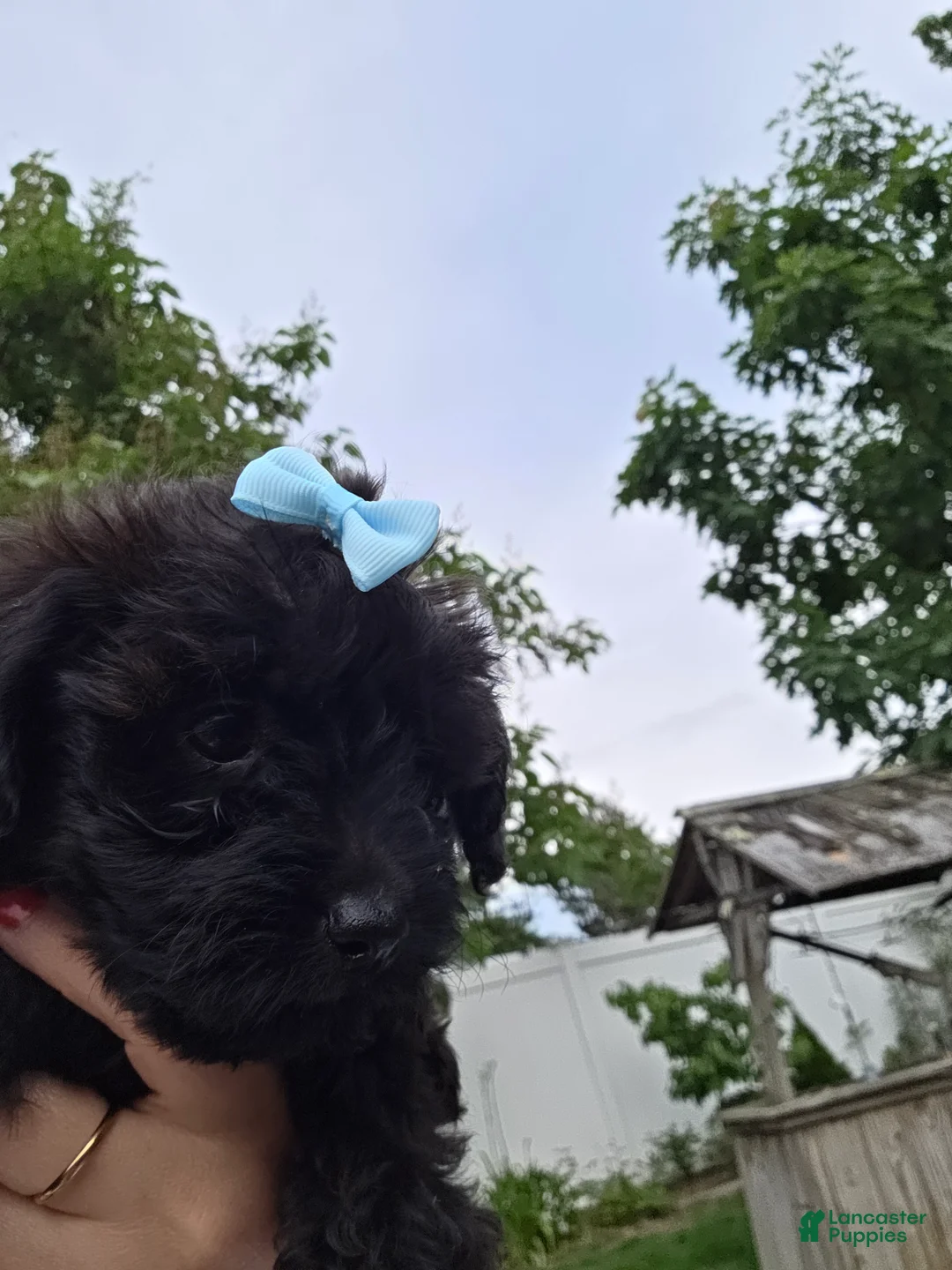 Yorkiepoo dogs for sale: Yorkiepoo 4 Brown Collar Expreso  - Ad 2
