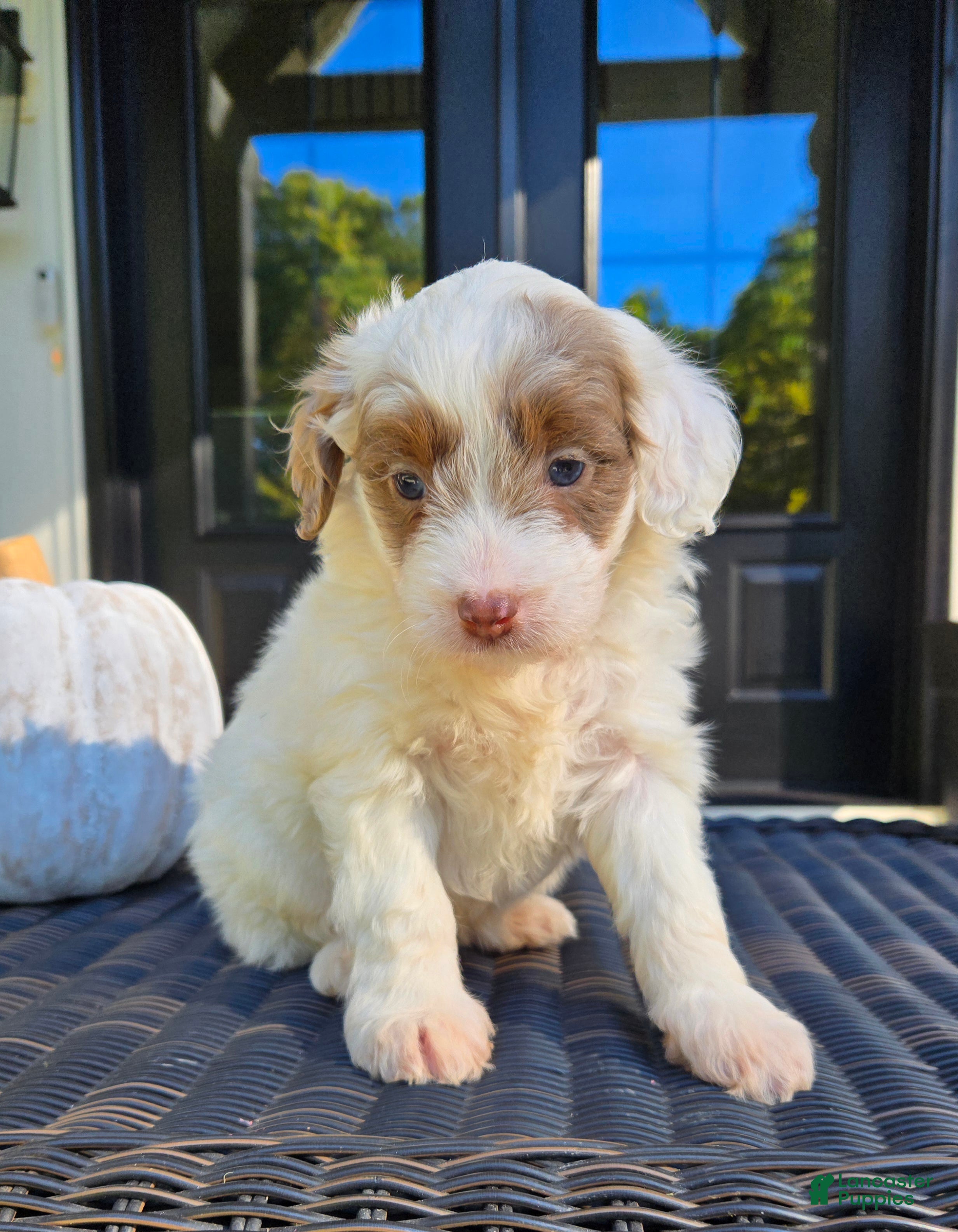 Mini Goldendoodle dogs Rory - Ad 1