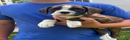Boxer dogs for sale: Hank - Ad 2