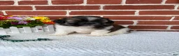 Shih Tzu dogs for sale: Carter - Ad 1