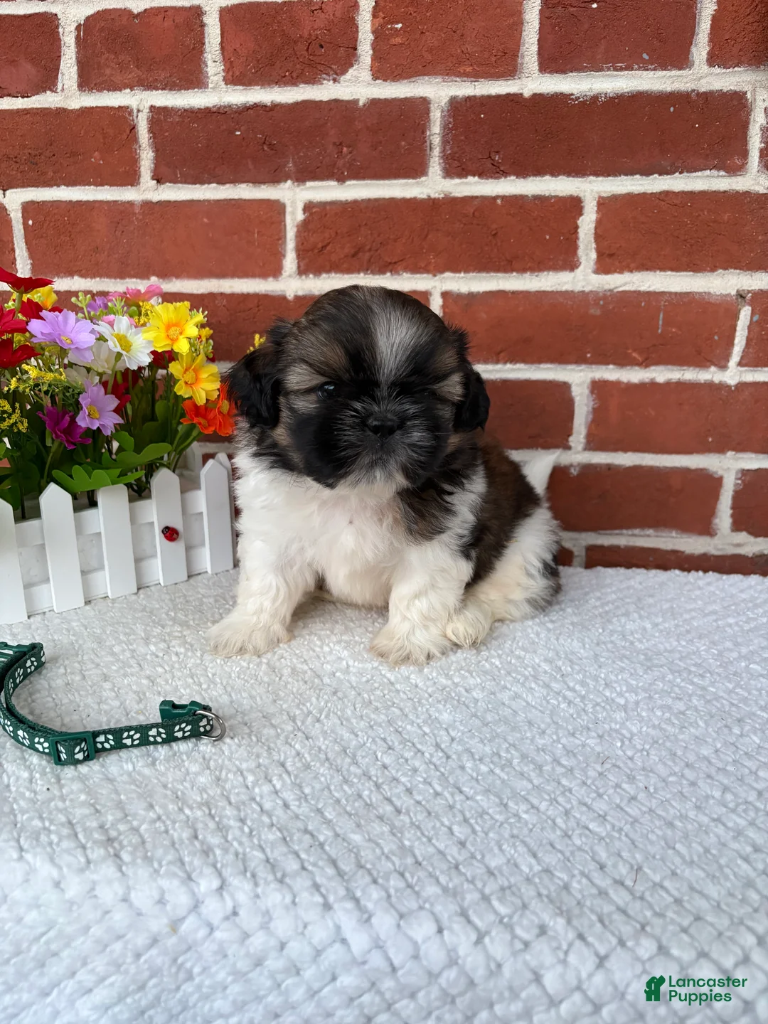 Shih Tzu dogs for sale: Carter - Ad 1