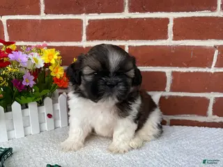Shih Tzu dogs for sale: Carter - Ad 2