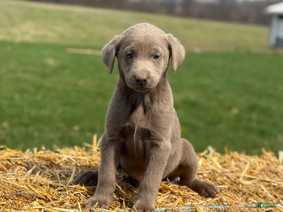 Labrador Retriever dogs for sale: Gordie - Ad 2