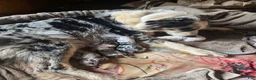 Australian Shepherd dogs for sale: "Moxie" Black tricolor  - Ad 7