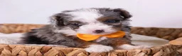 Mini Bernedoodle dogs for sale: Kricket - Ad 6
