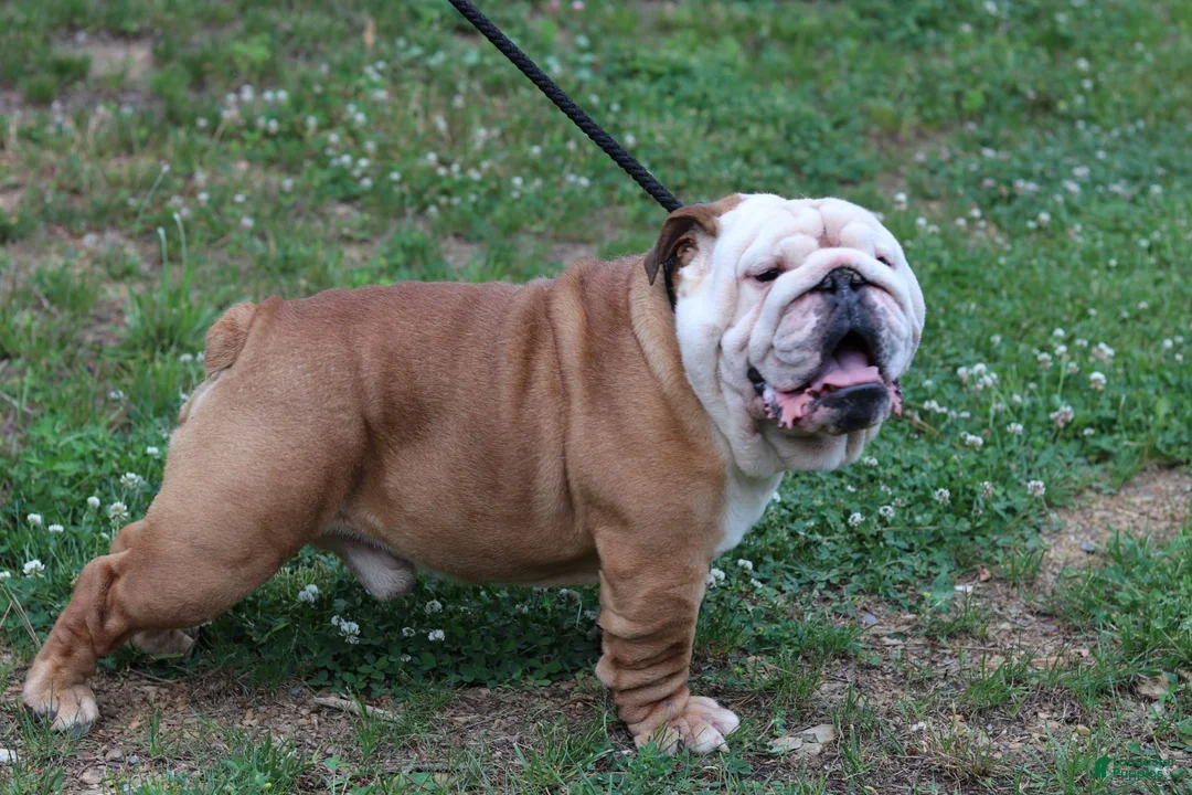 English Bulldog dogs for sale: Bandit - Ad 9